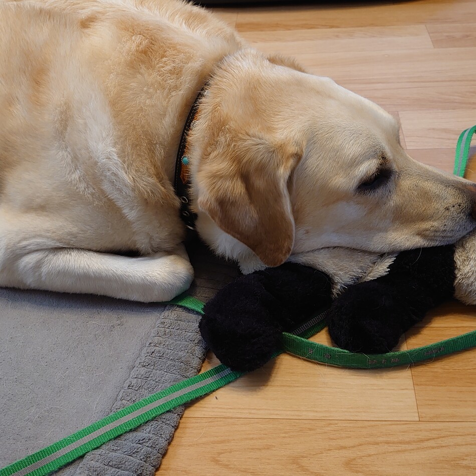 ダンテのカバー写真