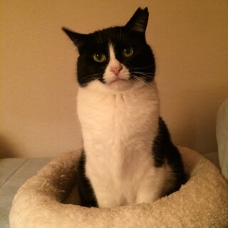 ずんぐり体形♡シャイなハチワレ“はっちゃん”