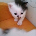 急募