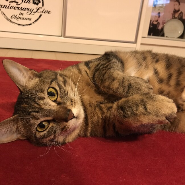大澤。のカバー写真