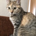 ２０１９年８月に生まれた猫です