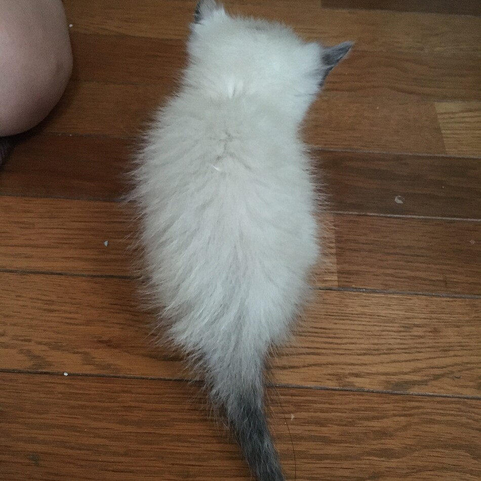 まろのカバー写真