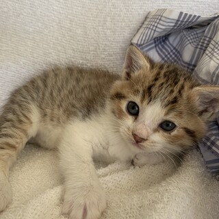 コロコロのパステルキジ白ぎが君離乳中