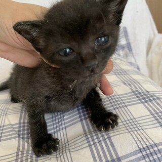 可愛いスモーキーブラックどなうちゃん離乳中