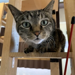 家族が出来ました♡【こたつ】