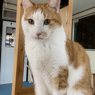 猫とは仲良し大きめ茶白♂推定2015年生キャンベル