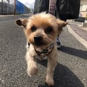 愛嬌たっぷりヨークシャテリアのポンコタージュ