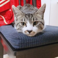 こむぎ