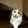 で、ぼkw