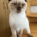 一歳未満の男の子♪、再募集です！