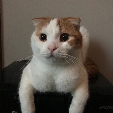 マ