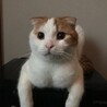 マ