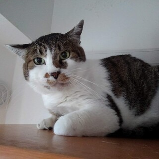 猫エイズキャリア【きじろぅ】