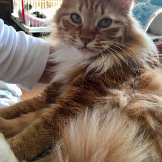 ずっとのおうちが決まりました