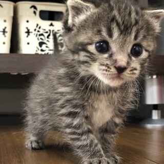 生後１ヶ月以内の可愛い子猫チャン（黒虎チャン）