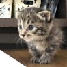 生後１ヶ月以内の可愛い子猫チャン（黒虎チャン） サムネイル2