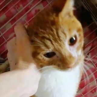 野ざらしケージで2年を過ごしたキリです