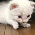 生後１ヶ月以内の可愛い子猫チャン（クリームチャン）