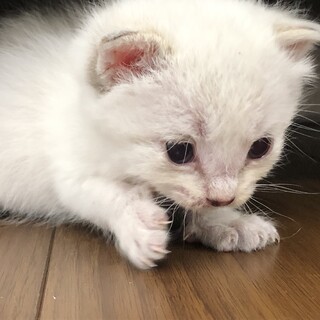 生後１ヶ月以内の可愛い子猫チャン（クリームチャン）