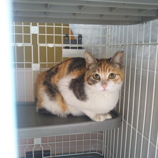 キュートな三毛猫