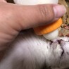 生後１ヶ月以内の可愛い子猫チャン（クリームチャン） サムネイル2