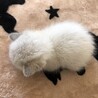 生後１ヶ月以内の可愛い子猫チャン（クリームチャン） サムネイル3
