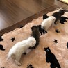 生後１ヶ月以内の可愛い子猫チャン（クリームチャン） サムネイル4