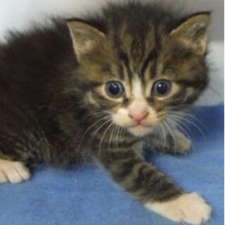 里親様に迎えられました。子猫♂015