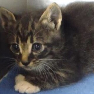 里親様に迎えられました。子猫♀016