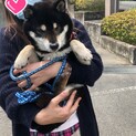 黒柴あまね