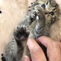 生後１ヶ月以内の可愛い子猫チャン（茶虎チャン）