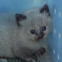 団体様より引き出し。子猫♀019