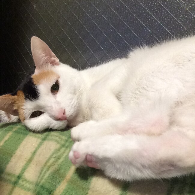 チョコパのカバー写真
