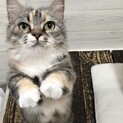 可愛い短足マンチカンちゃん♡