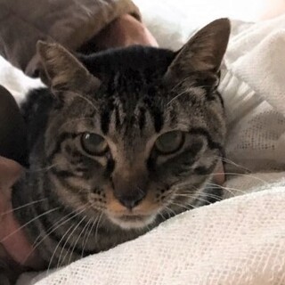 多頭飼育からの救済を！男前のミクくん（動画あり）