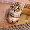 可愛いキジトラの女の子やちよちゃん