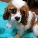 甘えん坊キャバリア男子 推定3歳