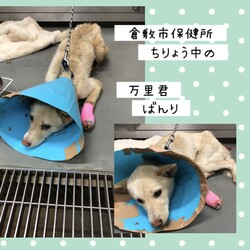 「この子たちを助けたくて・・→全頭卒業！」サムネイル3