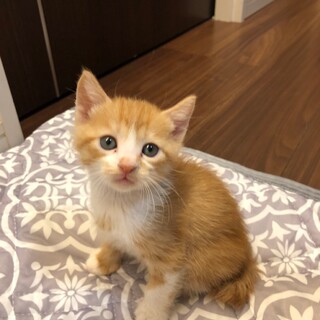 可愛い子猫★チャトラ★シッポが長い★推定オス