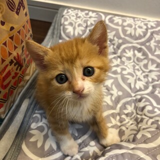 可愛い子猫★チャトラ★シッポが短い★推定メス
