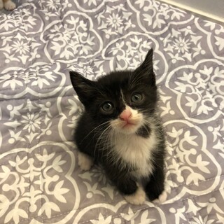 可愛い子猫★白黒★シッポが長い★ハチワレ★推定オス