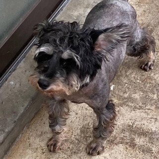 ブリーダーさんから保護しました。