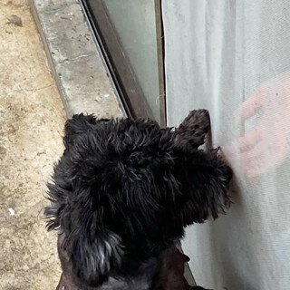 ブリーダーさんから保護しました。