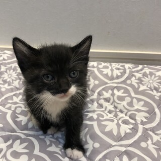 可愛い子猫★白黒★シッポが短い★推定オス