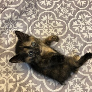 可愛い子猫★サビトラ★シッポが短い★推定メス