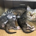 令和2年4月１9日生（子猫3匹・母猫）