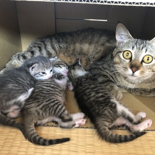 令和2年4月１9日生（子猫3匹・母猫）