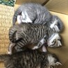 令和2年4月１9日生（子猫3匹・母猫） サムネイル2