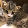令和2年4月１9日生（子猫3匹・母猫） サムネイル3