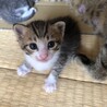 令和2年4月１9日生（子猫3匹・母猫） サムネイル4